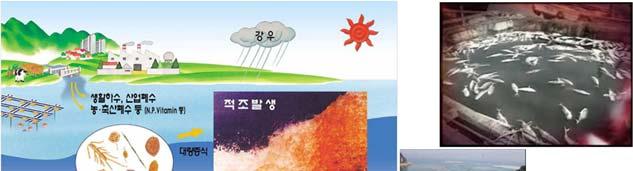 (eutrophication) 상태가된다.