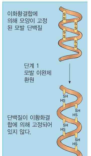 단백질사슬간의이황화결합이환원제에의해교차결합이파괴 - 환원제 :