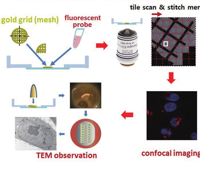 Correlative Light Electron Microscopy