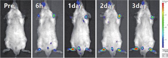 (Biodistribution 검증 ) 형광물질을 labeling