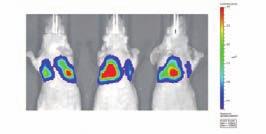 Biodistribution 광학영상을이용한 Radiotherapy 효과검증