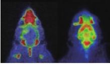 종양크기측정검사 : Liver cancer model, Mammary carcinoma cell transplant model 양전자방출단층촬영