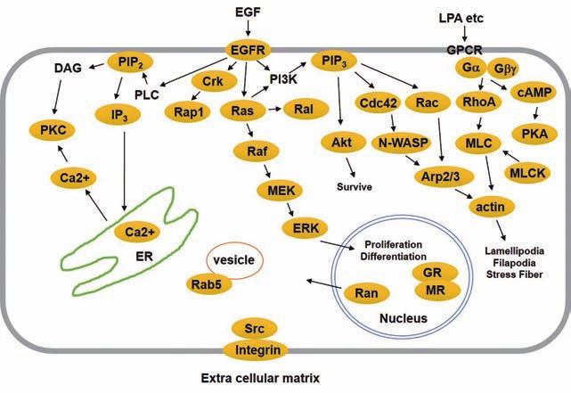 6 Cell-based Assays 01 실시간세포 /FRET 이미징 FRET : Fluorescence Resonance Energy Transfer 실시간세포이미징을통해다양한세포내물질에대한시 공간적인정보획득이가능하며, FRET 분석기법을통해세포내신호기전을분석할수있습니다. 제공서비스 1.