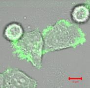 10μm Cell