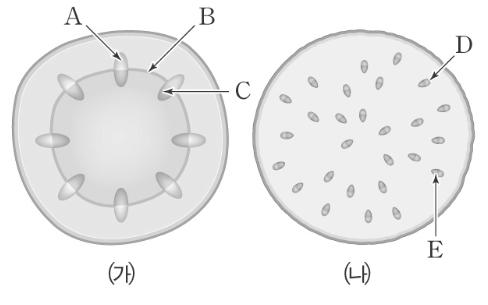 A~E 중세포분열이왕성하게일어나는부분과이 부분을보호하는부분을순서대로바르게짝지은것은? (4점) 1 A, C 2 B, C 3 B, D 4 C, E 5 D, E 9., 에서줄기를적색식용색소에담가두었을 때붉게물드는부분을바르게골라쓴것은?