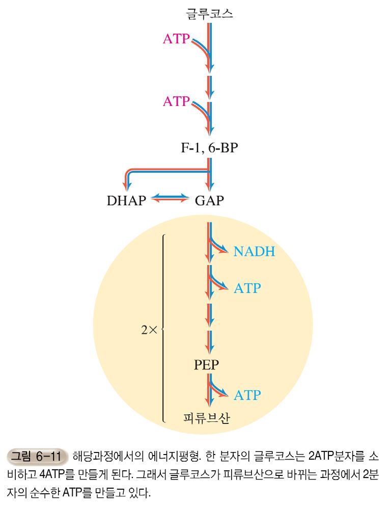 ATP 의생성 - 글루코스 G-6-P -ATP - F-6-P F-1,6-P