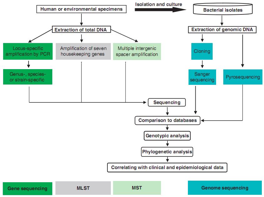 Flow chart of DNA sequence-based genotyping methods for bacterial strains 류의목적에따라적절한방법을선택하여야한다. 특정한상황에적용할균주형별분류기법을선택할때중요하게고려할요인들은검사실내및검사실간재현성, 분별력, 처리속도, 편리성. 비용등이다.