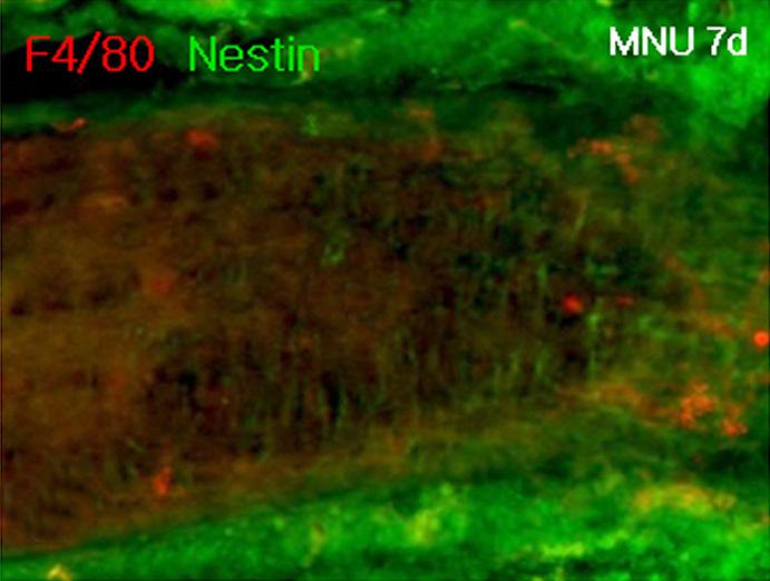 Four days after M NU treatment, large number of