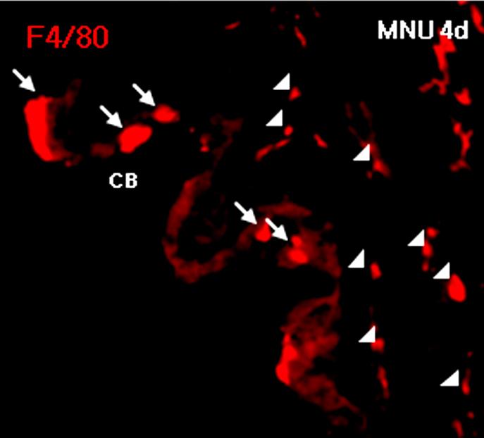 포와 nestin을 발현하는 세포가 일부 보였으며 F4/80 및 nestin을 함께 발현하는 세포들도 관찰되었다(Fig. 3D-F). 2.