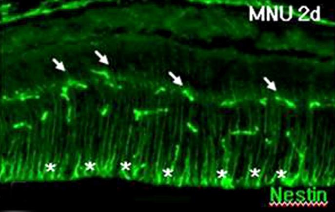 = ganglion cell layer). Scale bar: 50 μm. tin에염색되고있으나 F4/80는발현하지않았다 (Fig. 4B, E, H; asterisks).