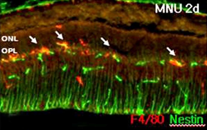 MNU 주입 2일째조직에서는섬모체상피에서 F4/80 양성세포들의발현이더욱증가하였으며 (Fig. 4D; arrow) 이세포들은 nestin은발현하지않았다.