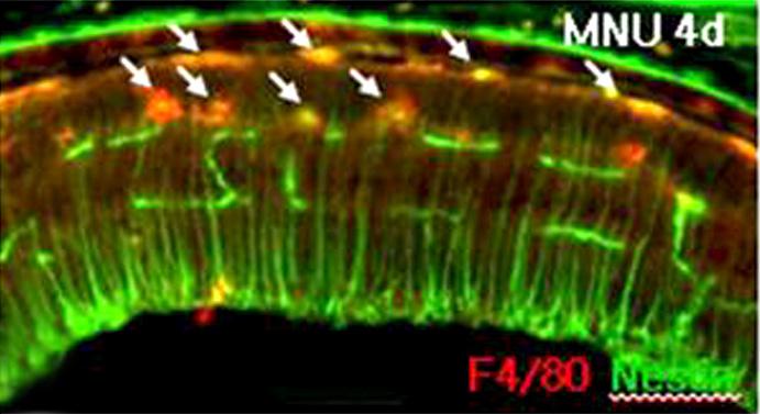 망막정상망막에서는 F4/80을발현하는세포가보이지않으나 (Fig. 5A) nestin은수평하게망막을가로지르는망막의혈관에서발현되고있으며 (Fig.