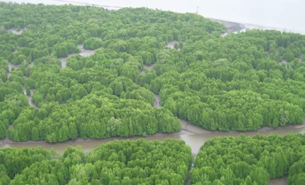 <Mangrove Forest> Forest