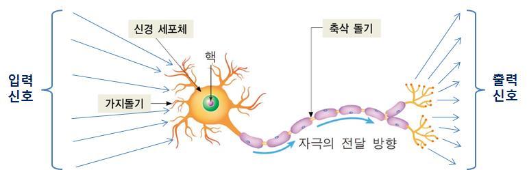 사람의뇌-신경계와퍼셉트론비교 단위구조 신호전달 사람의 신경세포 ( 뉴런 ) 퍼셉트론 수학적으로처리활성함수