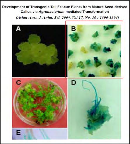 factor-β1 regulates the fate of cultured