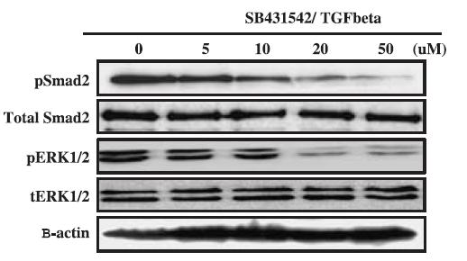 Cell Prolif.