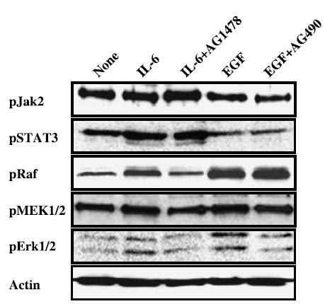 progenitors via the JAK2/STAT3 pathway with EGF-induced MAPK phosphorylation Same blot was used
