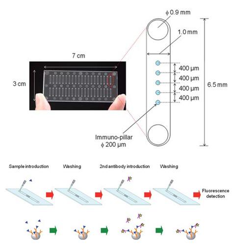 148 J Plant Biotechnol (2011) 38:143 150 Polydiacetylene (PDA) 리포좀은열이나 ph 또는기계적스트레스와같은외부적요인에의하여색변화가일어나고이러한광학적특성으로인해 PDA 는훌륭한센서소재로관심을받게되었다 (Jelinek and Kolusheva 2007; Su et al.