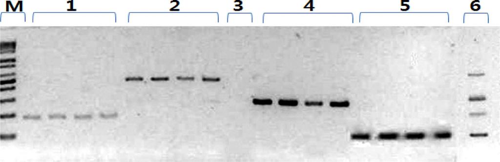 Development of Multiplex PCR Assay for Identification of Eight Species from Meats in Korea 31 도와민감도 ( 검출한계 ) 를조사하였다.