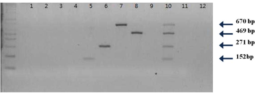 M: 100 bp ladder, 1: cow, 2: pig; 3: chicken, 4: duck, 5: horse, 6: sheep, 7: goat, 8: turkey, 9: mixed sample (cow, pork, chicken, duck), 10: mixed sample (horse, sheep, goat, turkey), 11 and 12: