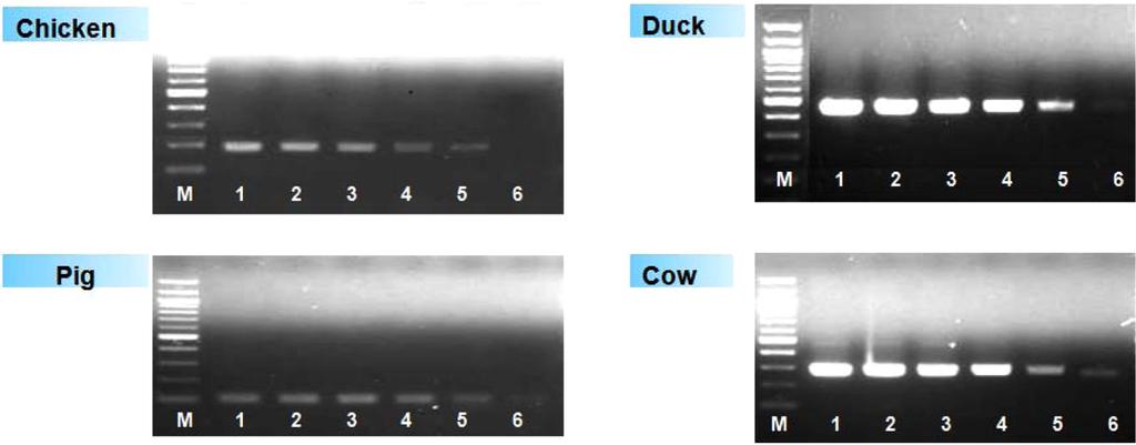 Development of Multiplex PCR Assay for Identification of Eight Species from Meats in Korea 33 Fig. 4.