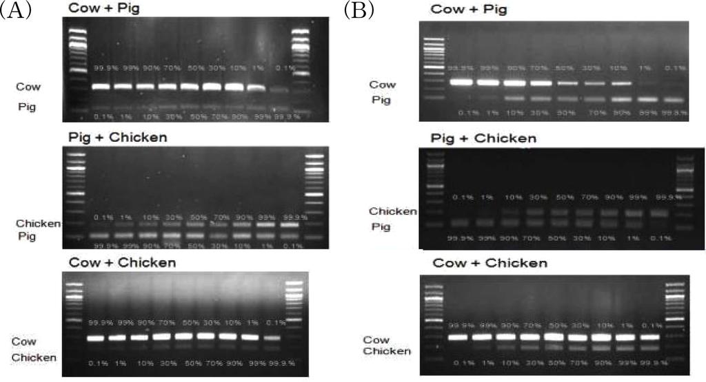 The sensitivity of the assay was determined by amplifying 10-fold serial dilutions of DNA from cattle, pig, chicken and duck. Lanes 1 to 8, genomic DNA 7 fold diluted from 10 ng to 10fg.