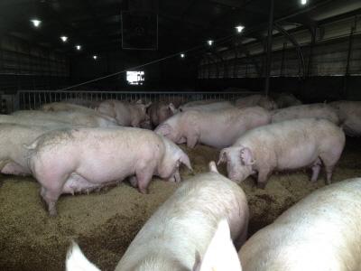 농장및축산물에인증표시 인증축종 : 산란계, 돼지 (