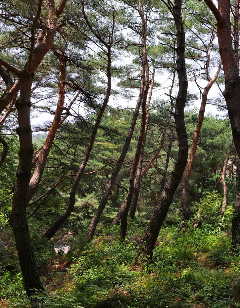 피안교인삼성반월교 일주문 경남양산의통도사로향하는길. 절이름이붙은고속도로나들목 (IC) 을빠져나가면서부터통도사의규모와사세 ( 寺勢 ) 가짐작이간다.