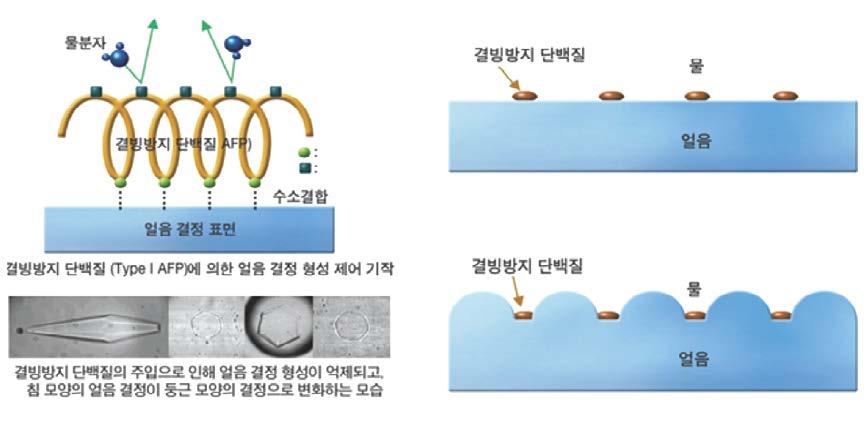 인체기관도동결보존하면손상최소화할수도얼음과결합하여얼음결정의성장을억제하는결빙방지단백질의특성은다양한분야에서우리인류의삶을보다윤택하게하는곳에응용될수있다.