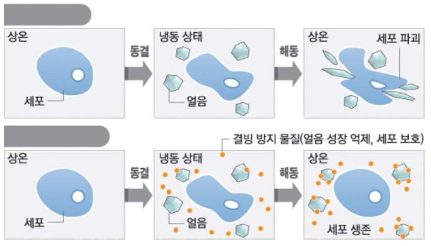 극지효모유래결빙방지단백질의유전자를일반효모에도입하여비약적인대량생산과순수정제방법을개발한것이다. 따라서많은양을필요로하는결빙방지단백질의기초과학과이를활용한응용연구분야가확대될전망이다.