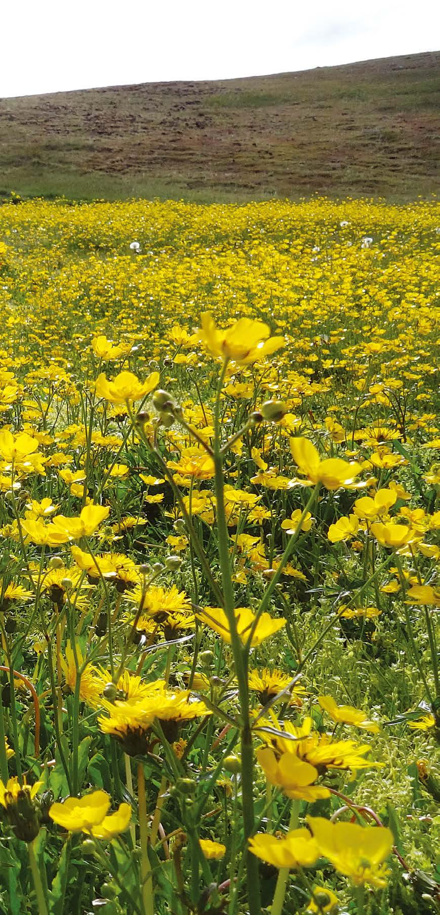 1 그린란드의여름을노랗게물들인유채꽃을닮은메도우버터컵 (Meadow buttercup). 2 빙하가떠다니는남그린란드나르삭 (Narsaq) 의여름바다. 3 가을의냄새가나기시작한 8 월중순스톨말리나산초입에서그린란드크로우베리를따기도했다.