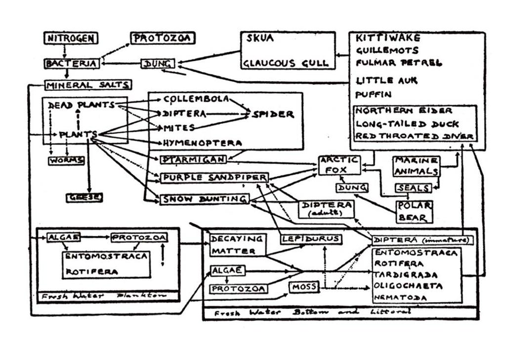 엘턴이그린첫먹이그물인비에르뇌위아섬의먹이사슬. 먹이사슬은질소 (NITROGEN) 와박테리아 (BACTERIA) 에서시작해화살표를따라이어져북극여우 (ARCTIC FOX) 에도달한다. ( 출처 : Summerhays, S. V., and C. S. Elton. 1923.