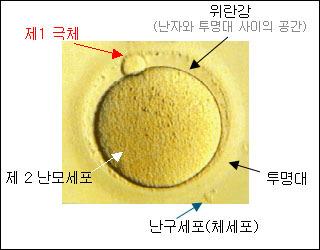 게제대로확인해보지도않고, 자의적인예단으로비숙련연구원에의한처녀생식가능성을무책임하게공식화한서울대조사위를보며, 애초에준비된시나리오가있지는않았는지국민들은강한의구심을가지고있습니다.