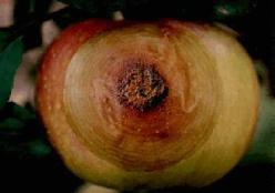 겹무늬썩음병 : 포자비산, 감염시기에따라방제 ( 사과 ) 포자비산량병발생량 장마기 4 월 5 월 6 월 7 월 8 월