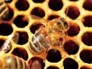 가을철유밀기는봄철에비해 Q. 벌들이병에걸렸는지어떻게알수있나요?
