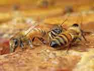 3. 꿀벌이해하기 꿀벌의생태 봉군의구성원 꿀벌 (Apis mellifera): 초개체군락예로부터꿀벌은꿀과밀랍을만들어사람들에게단맛 ( 꿀 ) 과빛 ( 밀랍초 ) 을선물함으로써많은사랑을받아왔습니다. 양봉가와서로협력하여사는꿀벌은사람을대신해매우중요한농사꾼몫을해내지요. 바로식물의꽃가루받이를돕는일입니다.