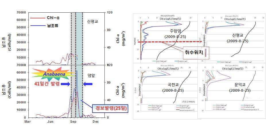 을초과하면서 2002년 9월9 일~11월4일까지 8주간조류주의보가발령 되었다(< 그림 4-5>). 2003년에는전년에유입되어꾸준히클로로필 의농도를유지시킨 Peridinium에의해 Chl-a농도가 362 mg/ m3까지 상승하면서 6 월에남조류가큰폭( 최대 7700 cells/ ml) 으로증가한시 기에조류주의보 3차례 76 일간발령되었다.