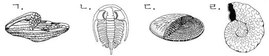 신생대현재와같은수륙분포 -대륙의분리 : 인도의북상, 남아메리카와아프리카의분리 선캄브리아 기간 표준화석 환경 스트로마톨라이트, 에디아카라 고생대말페름기판게아 고생대 5억 초중말 필석 ( 해 ) 갑주어 ( 해 ) 푸줄리나 (= 방추충 )( 해 ) 삼엽충 ( 해 ) 중생대 2억 암모나이트 ( 해 ), 공룡 ( 육