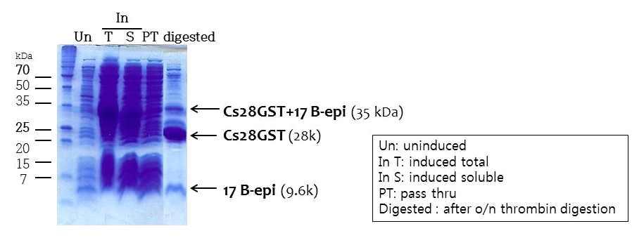 1.3. 항원단백질의 B-cell epitope 부분재조합단백질 가.