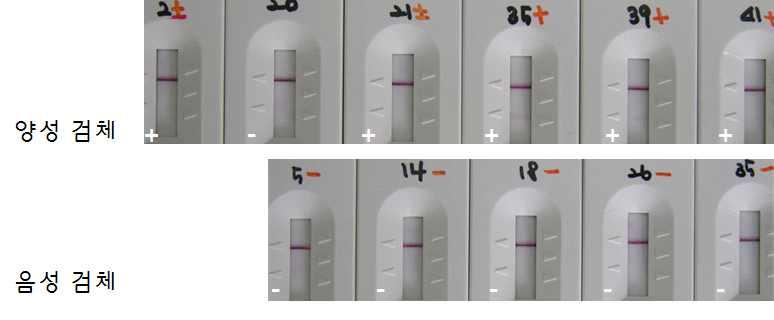(B) (C) Fig. 23. Test line 별 17F-Cs28GST 의고농도 gold conjugate 에서의민감도와특이도측정. Test line 에 (A) 0.5 mg/ml 의 17F-Cs28GST, (B) 0.46 mg/ml 의 17B-His, (C) 0.