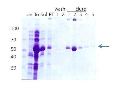 이용하여정제하였다. 10 mm maltose 를포함하는 elution buffer 로단백질을용출시켰다.