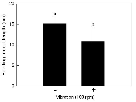 (A) (B) Fig. 36. Effect of sound treatment on larval feeding activity of Liriomyza trifolii.