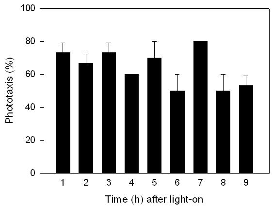 아메리카잎굴파리성충은높은주광성을보였다 (Fig. 40-A). 이러한주광성은 5,000 H z 의음파처리에서도변화하지않았다 (Fig. 40-B). (A) (B) Fig. 40. Effect of sound treatment (95 db, 5,000 Hz) on phototaxic behavior of adult Liriomyza trifolii.