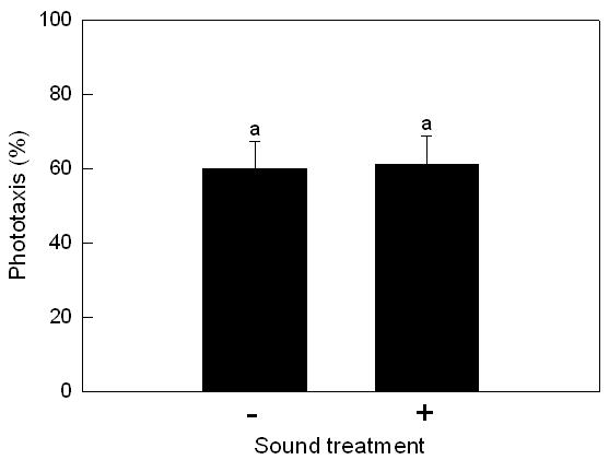 (B) Effect of the sound treatment on the phototaxic behavior. Each treatment used 100 adults with three replications at photophase.