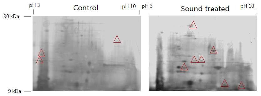 Effect of sound treatment (95 db, 5,000 Hz, 24 h) on pupal proteins of Liriomyza trifolii.