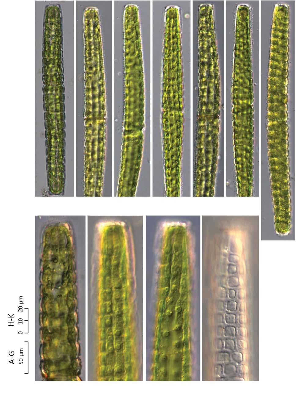 92 (Algae) ( I) A B C D E F G A G 50 H K 0