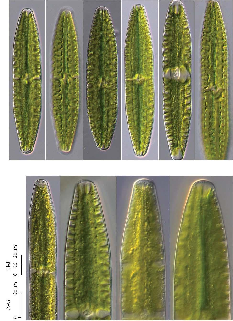 14 (Algae) ( I) A B C D E F A G H J 0 50 0 10