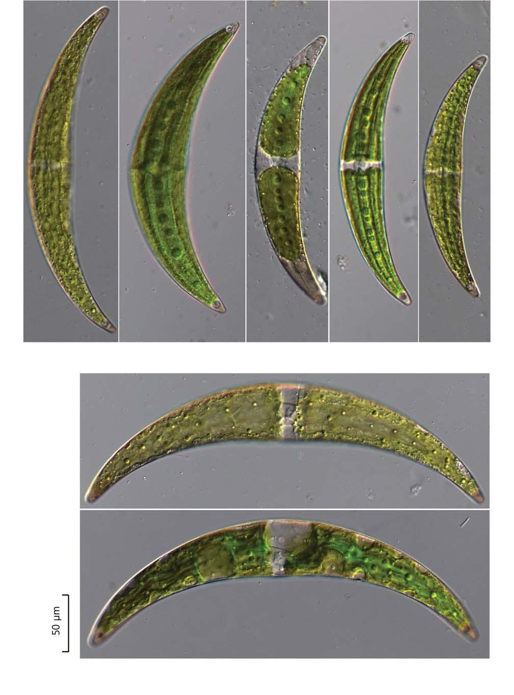 54 (Algae) ( I) A B C D E F G