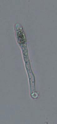 (K) Twelve-day old germling. (L) A adult plant with many branches after 3 days in culture.