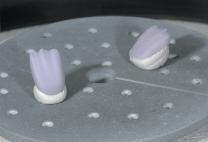 max Ceram nano-fluorapatite layering ceramic 을사용해축성될수있습니다. 각작업단계는아래에간단히정리되어있습니다.
